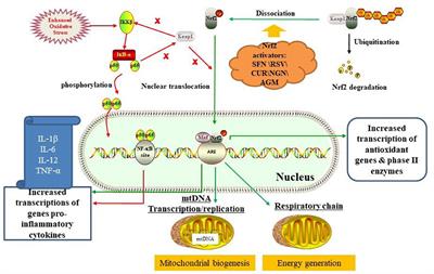 Nrf2 Activators as Dietary Phytochemicals Against Oxidative Stress, Inflammation, and Mitochondrial Dysfunction in Autism Spectrum Disorders: A Systematic Review